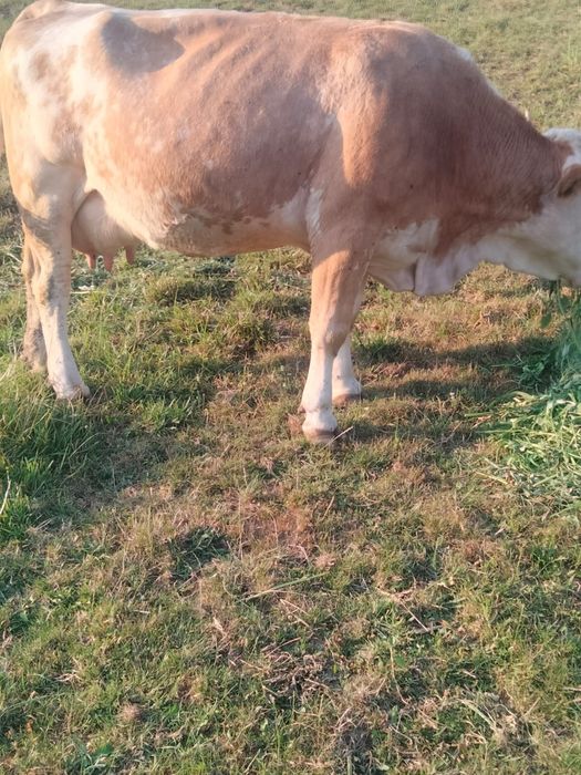 Vând vaca Bălțata românească