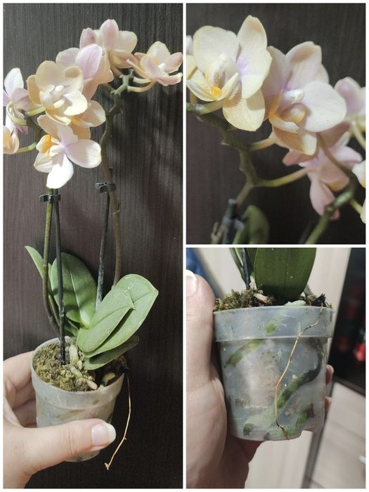 Растения для дома и офиса