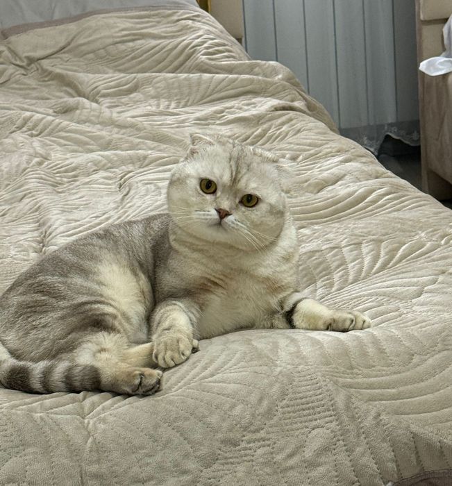 Кот ищет кошку для вязки