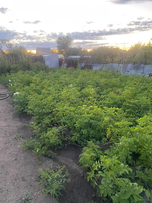 Продается дача на черемушках