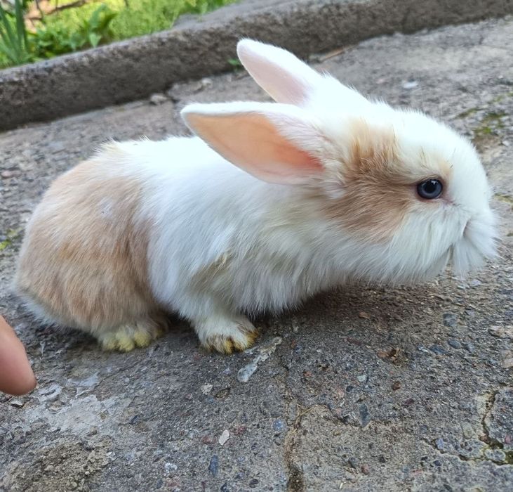 Декоративные крольчата