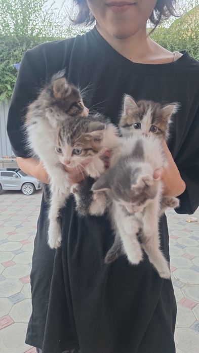 Отдам котят в добрые руки