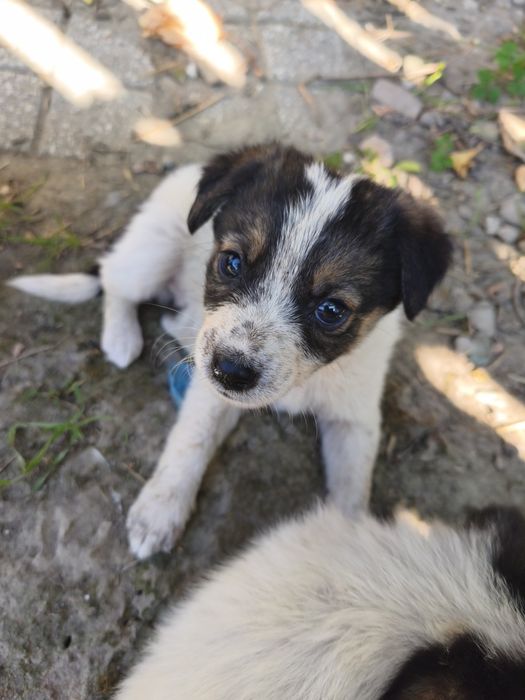 Cățeluși pentru adopție