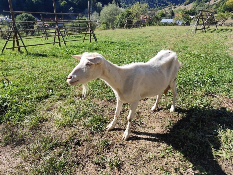 Capre Saanen rasă pură de vânzare