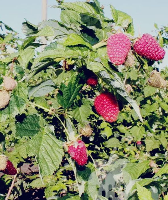 Продам саженцы малины 1000 тг