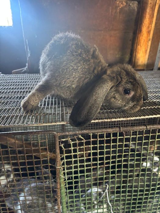 Продам кроликов майские.