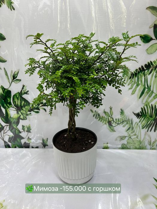 Радермахера, Мимоза, Кордилина,Суккуленты и кактусы