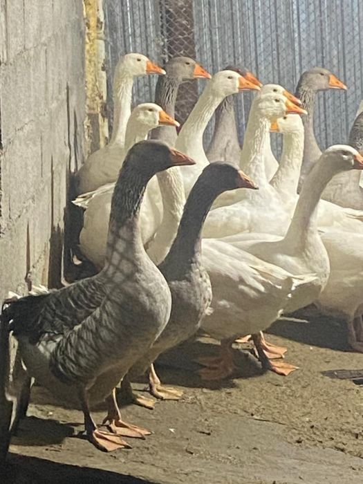 Продам гусей!!! Қазылар сатамын!!!