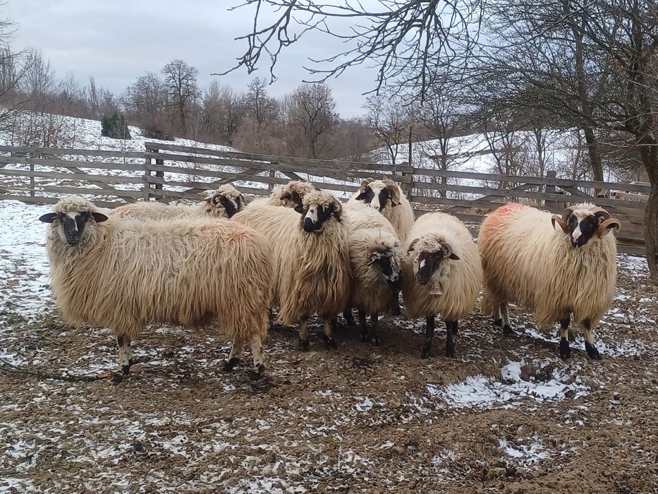 Vând 6 oi și un berbec la alegere
