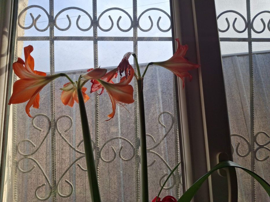 ГИППЕАСТРУМ,  Комнатные цветы