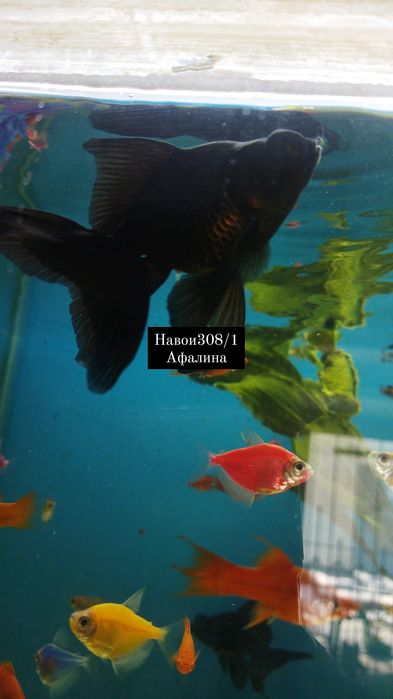 Аквариумная рыбка в Афалине