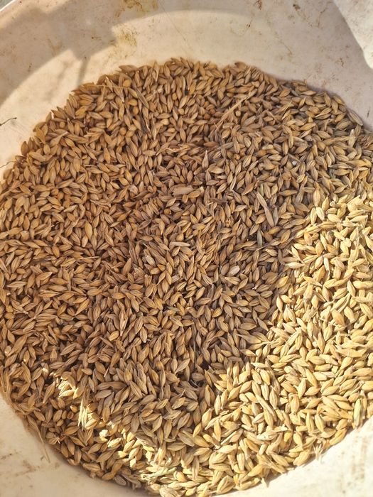 Orzoaica si grau de vanzare