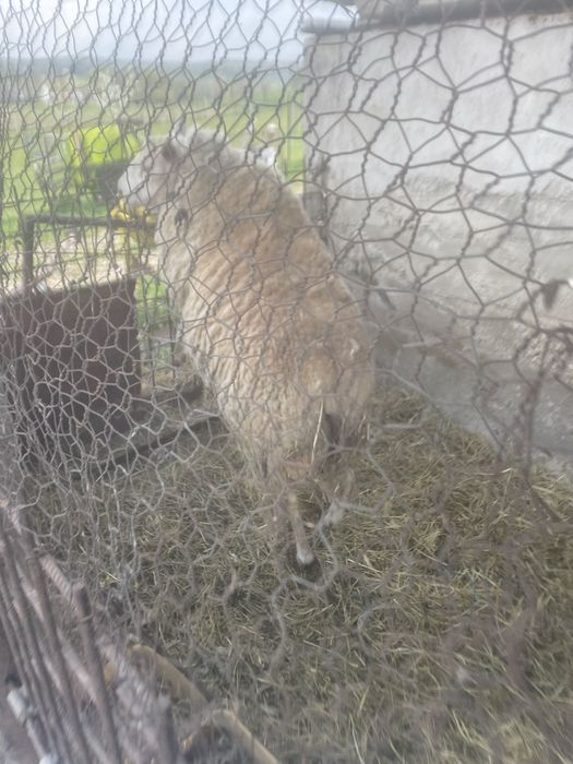 Vand Berbec Texel de 2 ani !