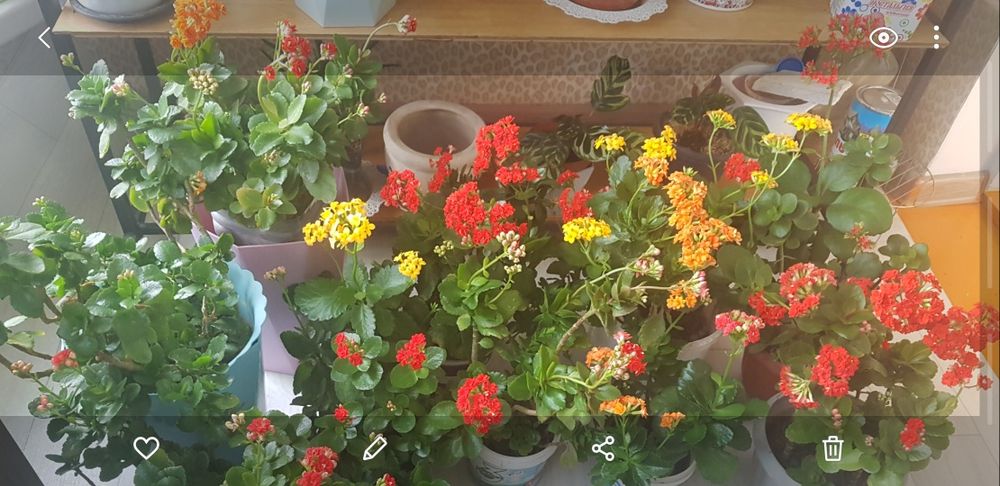 Продается комнатные цветы