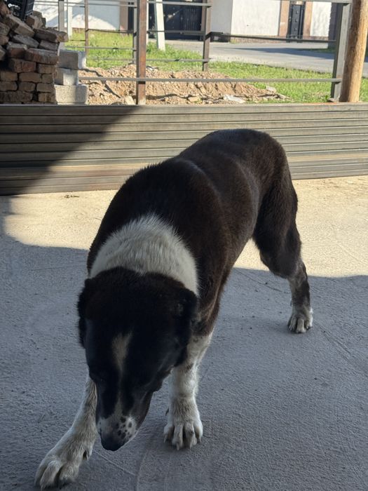 Алабай кушык 1 жас 1 ай