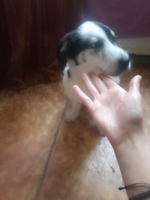 Отдам щенка, бесплатно