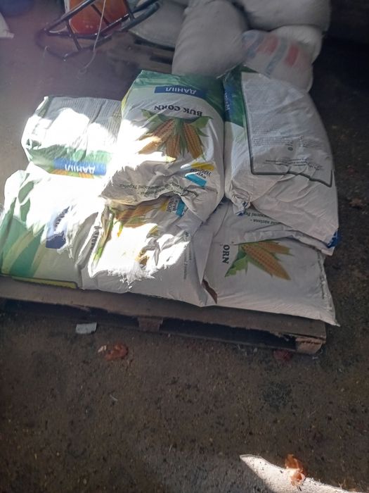 Sămânță Lucerna 21 lei kg la sac-porumb 240leii sacul.pt 1hectar