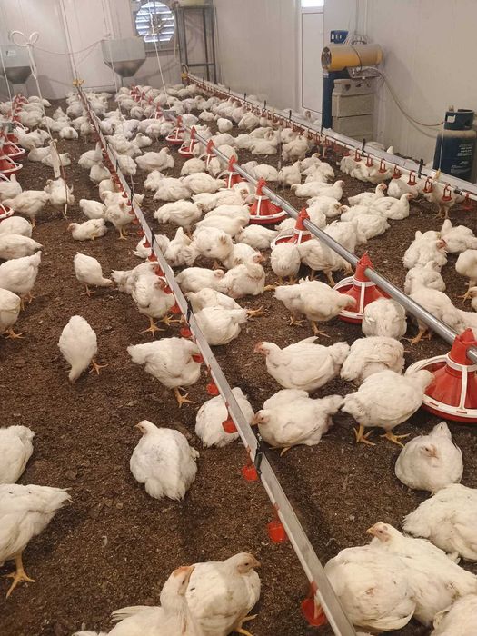 Домашни бройлери