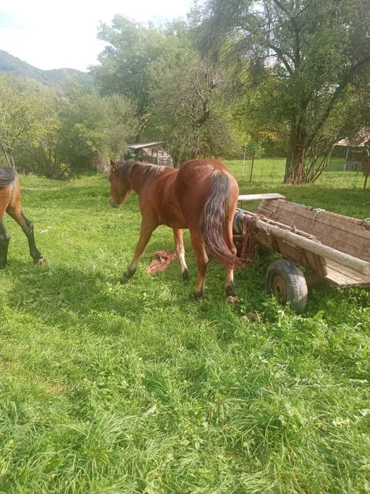 Cal 1 an jumatate castrat