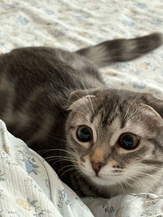 Срочно продаю котенка