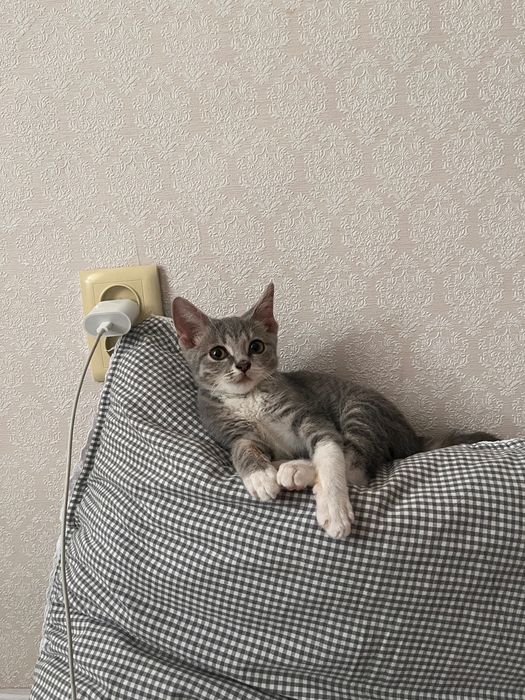 Отдам в добрые руки