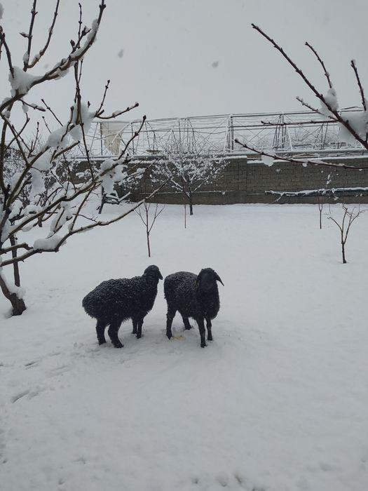 Гиссар козылар бар