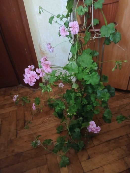 Продавам сакъзче/английско мушкато