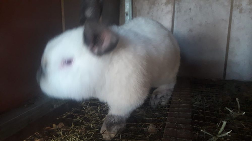 Кролик колифорния