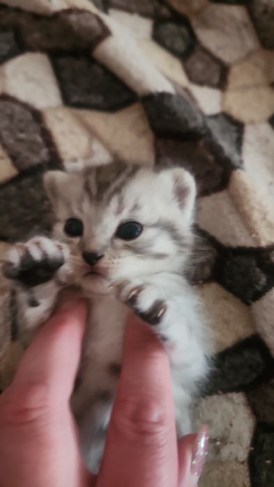 Отдам в хорошие руки