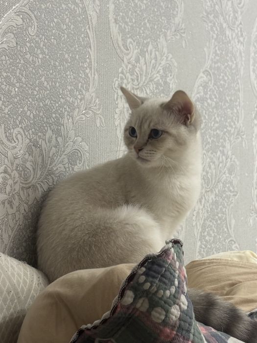 Кот Британец смесь Шотландцем