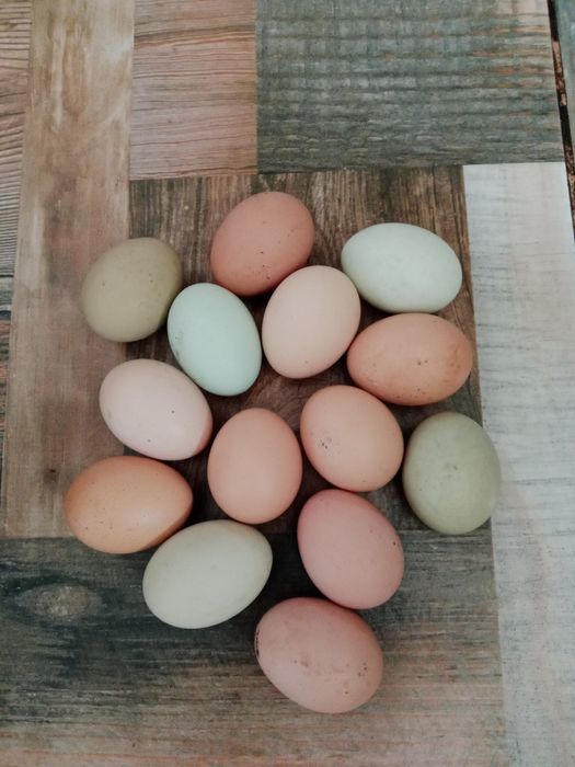 Продам инкубационные яйцо курей