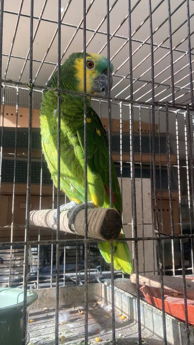 Синьо чела женска амазона