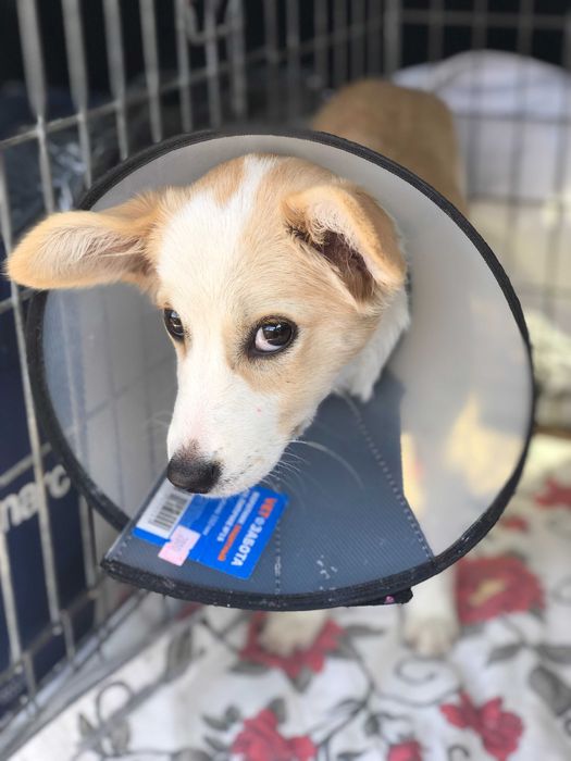 Отдадим собачку в хорошие руки