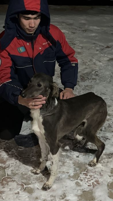 Шашақ қаншық тазы сатылады