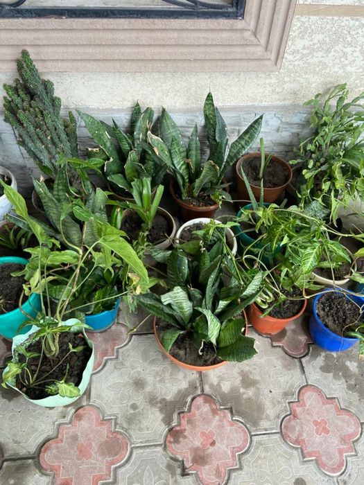 домашние цветы