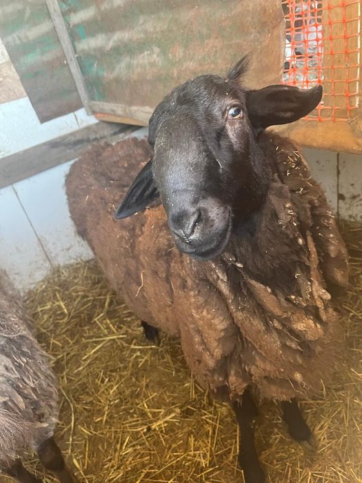 Продам сельхоз животных