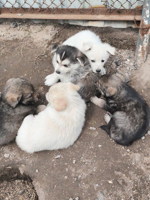 Отдам щенят в добрые руки