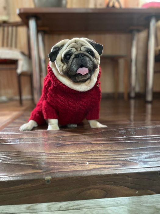 Вязаная одежда для собак и кошек