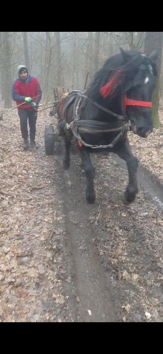 Vând armăsar foarte cuminte