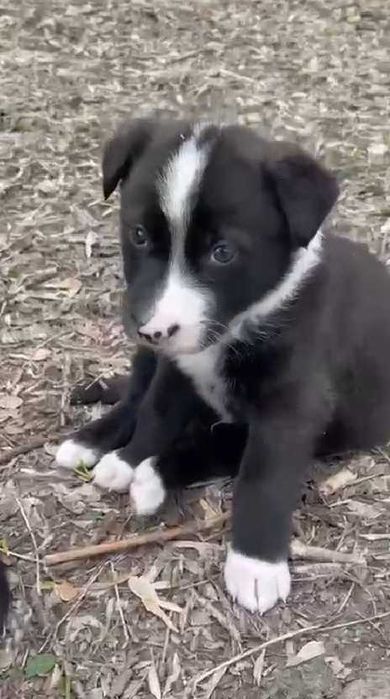 Щенкам нужен дом!