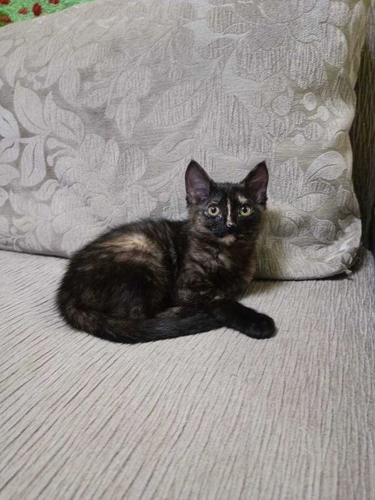 Очень миленькая кошечка