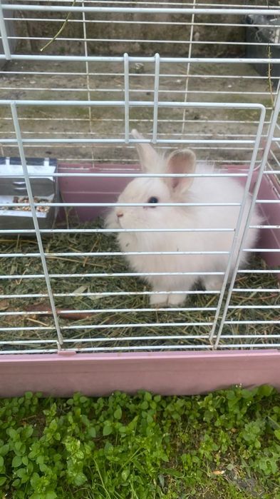 Декоративный кролик