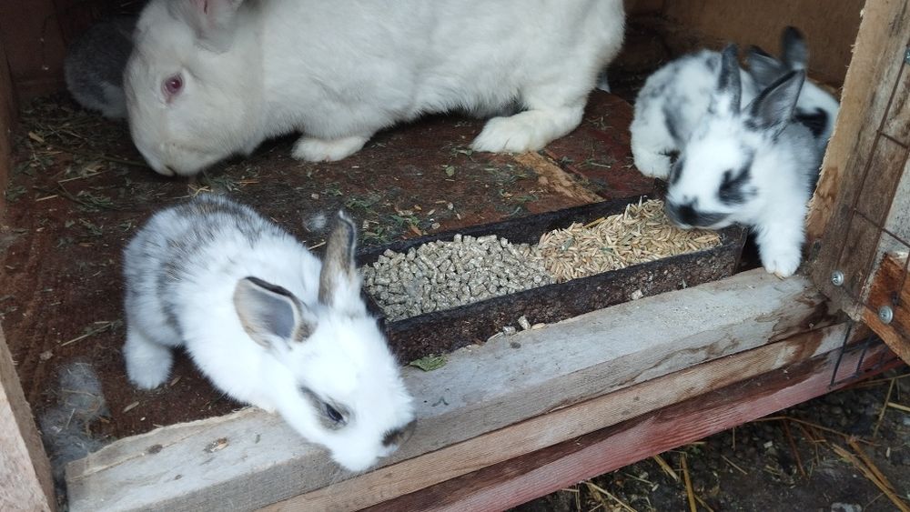 Продаются кролики