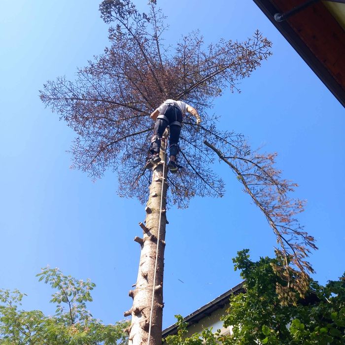 Рязане на опасни дървета арбористи алпинисти кастрене премахване