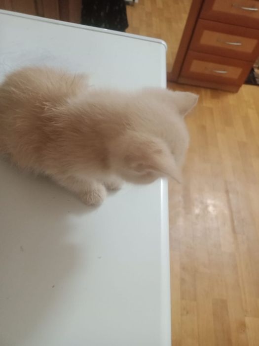 В добрые руки котенок