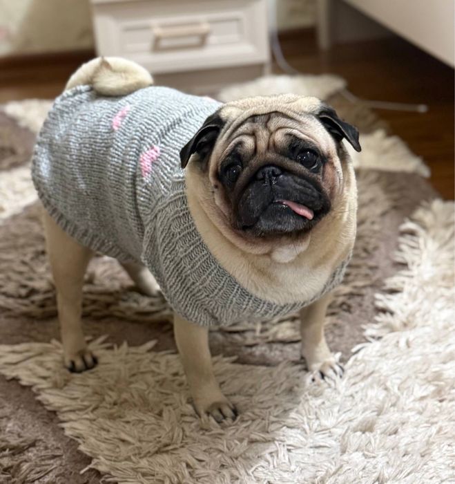 Вязаная одежда для кошек и собак