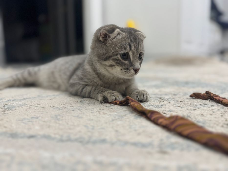 Тегін беремін.