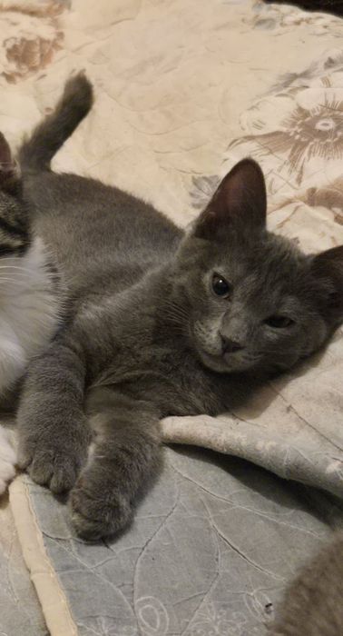 Отдадим котят в добрые руки