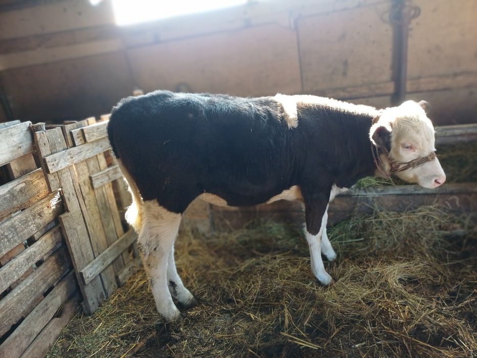 Vind vacă gestantă și o vitea bălțată pe negru.