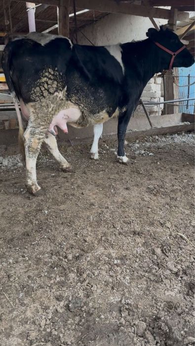 Бузаулы сыиы сатылада